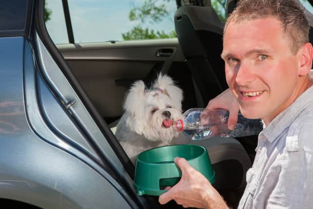 If you’re travelling with a dog in hot weather, take plenty of breaks and keep them well hydrated