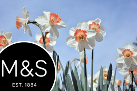 M&S has apologised for displaying daffodils next to spring onions