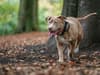 American XL bully: Breed added to list of banned dogs in England and Wales 