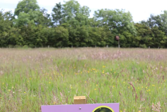 Wildflowers on show as meadow gates opened at Northumberland nature reserve