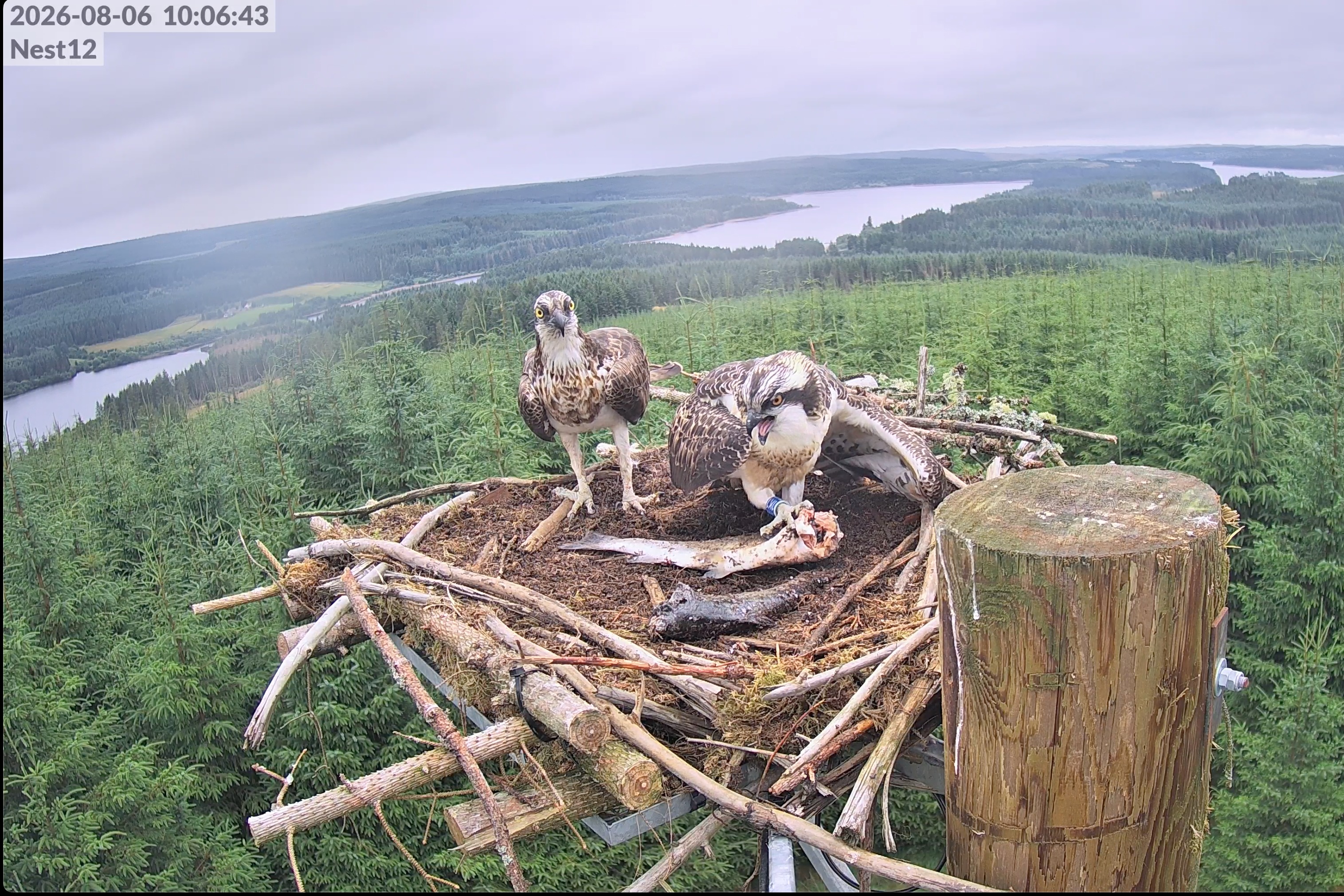 Milestone chick takes flight as 150th osprey fledges at Kielder