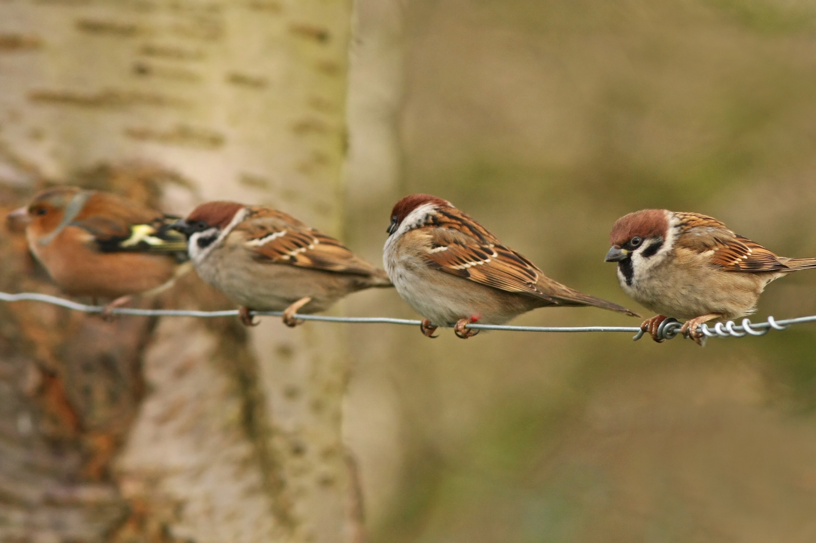 The early birds will catch the talk at Northumberland wildlife reserve