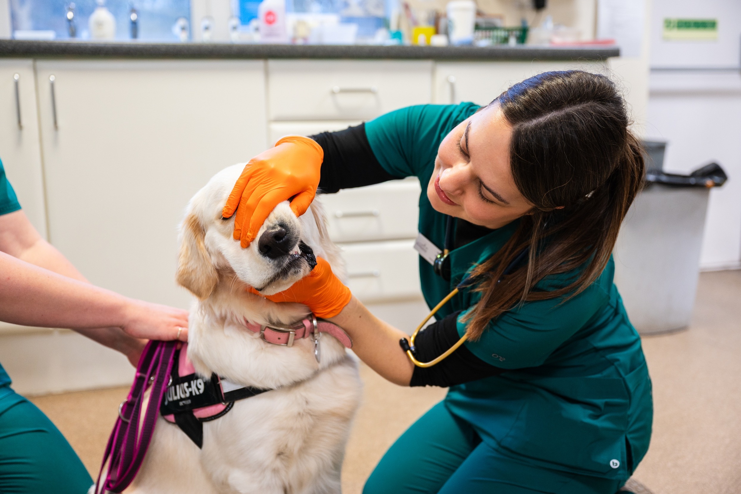Most senior pets affected by dental disease, warns Morpeth vet