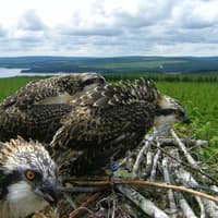 Music festival’s legacy supports Kielder osprey volunteers