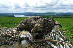 Kielder Ospreys.