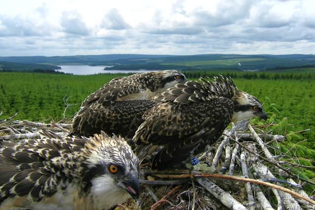 Kielder Ospreys.