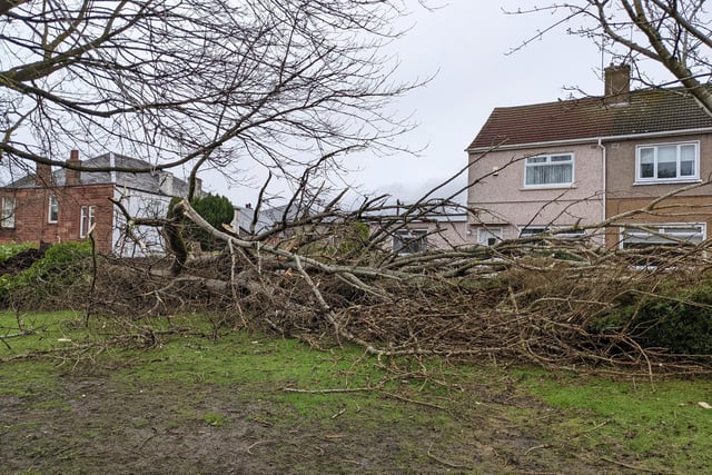 Residents of Hume Drive in Uddingston, Glasgow awoke this morning to find a huge tree flattened by strong winds during the night of February 15. SWNS