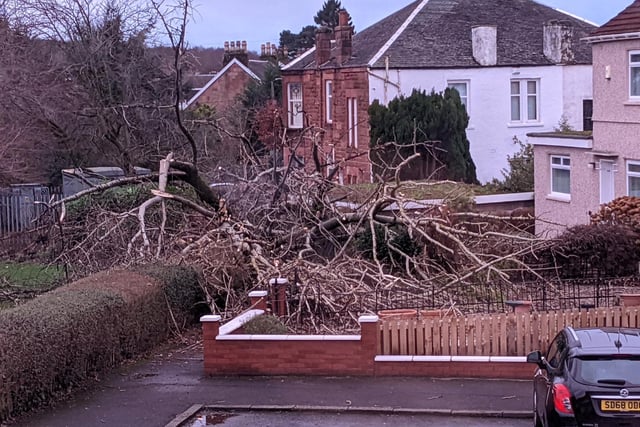 Glasgow residents who awoke this morning to find a huge tree flattened by strong winds during the night of February 15 said they were "totally shocked" to see the fallen tree when he looked through his window this morning.