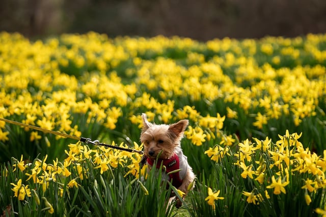 Maple a Yorkshire Terrier bounds through daffodils as they start to bloom in St James's Park, London, with no sign of the winds that are battering other parts of the UK. PA