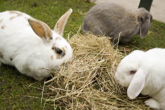 Rabbits need constant access to fresh hay or grass  (photo: Quench Studios)