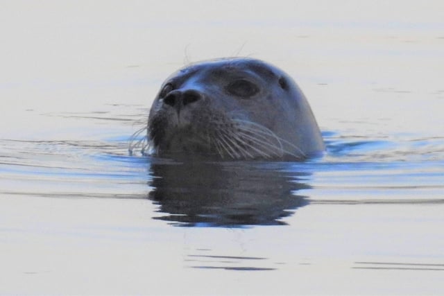 A lone harbour seal at Eastbourne marina as the sun went down, taken by Rob Torre. SUS-220119-100804001