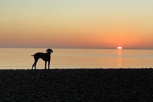 Freya, a Hungarian Wirehaired Vizsla, taken at sunset at Cuckmere Haven by her owner, Tina Woodley-Roberts. SUS-220119-101850001