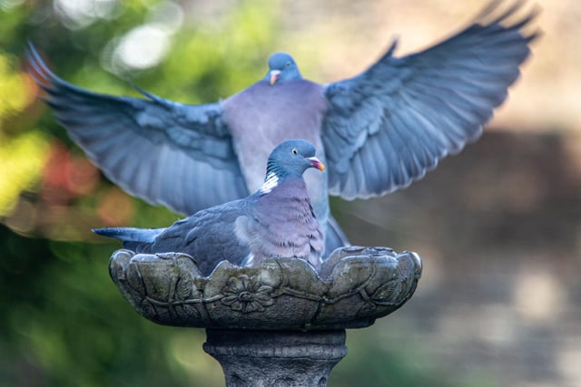 Pigeons in the birdbath, taken by Barry Davis with a Canon EOS 5d. SUS-220119-103512001