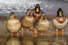 Outbreaks of Avian Influenza (Bird Flu) have been reported.