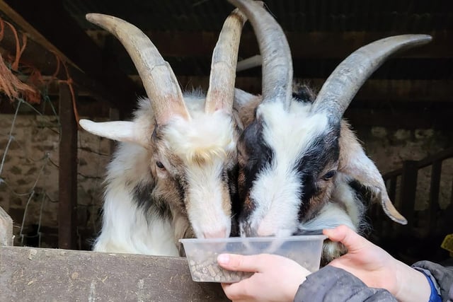Pygmy goats Bramble and Whiskey have their fill of feed.