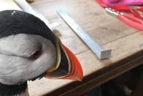 A puffin's age is measured by the number of grooves on its beak.