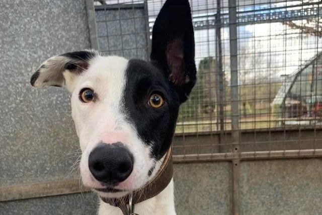 Ralph is a collie mixed lurcher who looks very similar to a lurcher, but acts a lot like a collie. As a very intelligent boy who loves to play fetch and go for walks, Ralph needs an owner who will spend time on walks. He is looking for a child-free home.