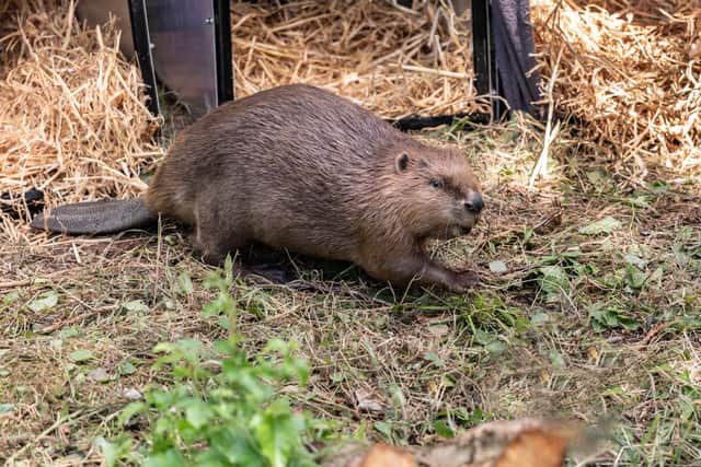 Beavers have been released on the Wallington Estate, Northumberland. Picture: National Trust Images_Paul Harris