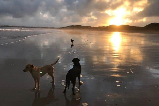 Dogs enjoying Beadnell beach at sunset. Picture: Pip Rutherford