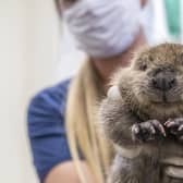 The beaver kit is checked over at Five Sisters Zoo. Picture: Beaver Trust
