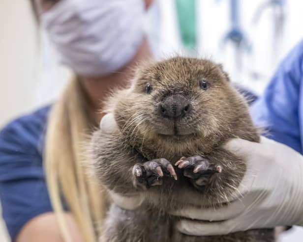 The beaver kit is checked over at Five Sisters Zoo. Picture: Beaver Trust