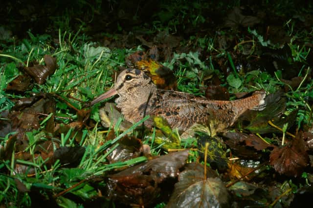 A Woodcock, pictured in the undergrowth by Ian Fisher of Cahow Photography.