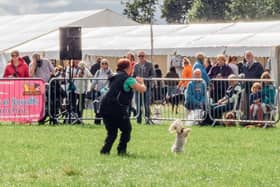 Crowds enjoying canine action at a previous The North East Dog Festival. Picture by Ben Heward Images.