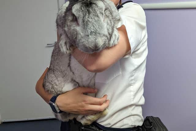The giant rabbits can weigh as much as a medium-sized dog.