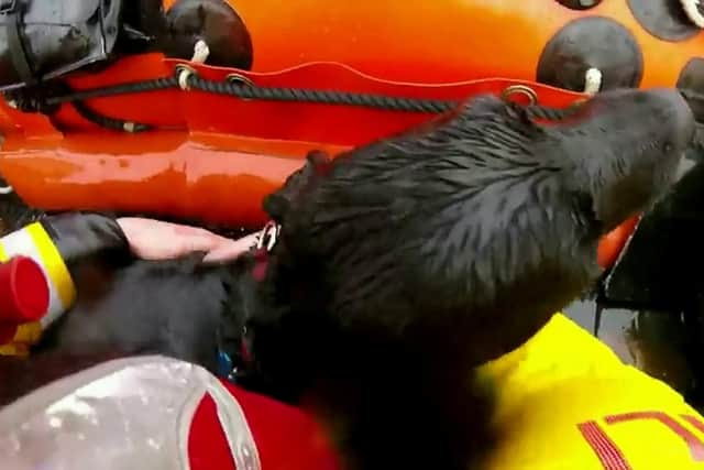 Shaddah the black labrador rescued by Blyth RNLI after being swept out ...