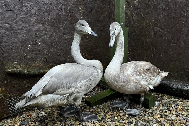 These two beauties were released back into the wild together. One of the birds was found in the North Sea at Druridge Bay with a rapid tide incoming. The swan was hypothermic and was placed into isolation with a heat source to try and slowly warm her up. Over the coming weeks, she received close care for both of her eye conditions which rendered her blind for a short time. Thankfully, she began self feeding and both eyes eventually recovered. Since being released, the swan has explored the lake and attempted flying.