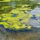 Potential blue-green algae in Morpeth town centre has been reported.