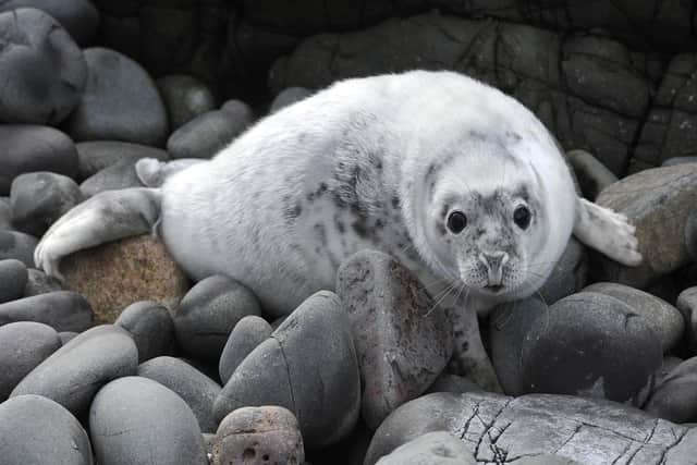 A grey seal pup on the Farne Islands in Northumberland.