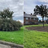St Cuthbert's Field in Amble before and after bushes were cut down.