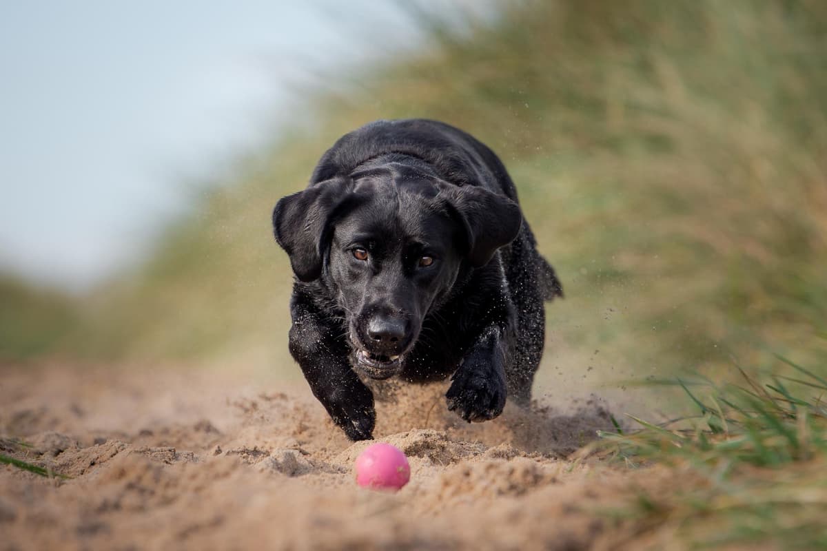 Morpeth dog photographer celebrates a decade of capturing hearts and tails 
