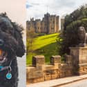 Northumberland locations considered top dog friendly staycation destinations