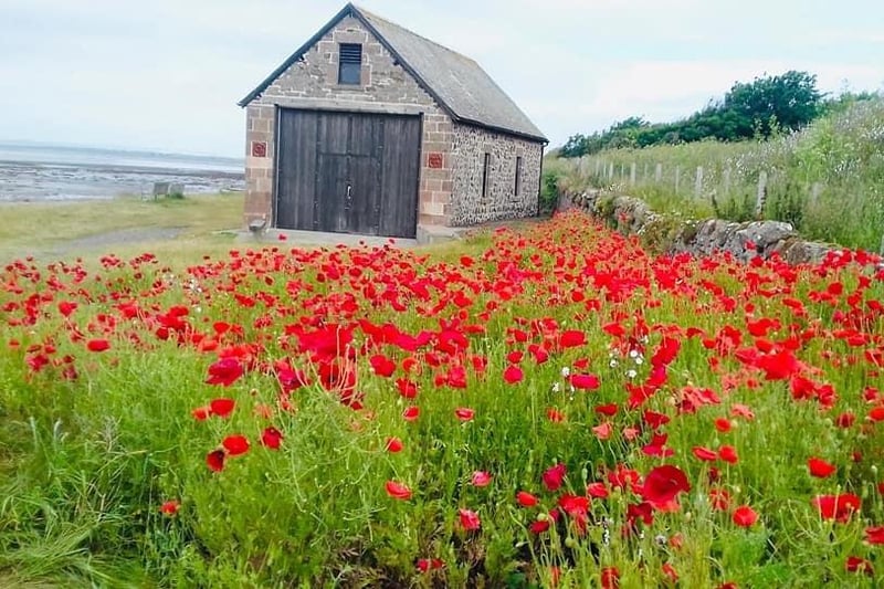 A dashing display of bright red poppies at Holy Island.