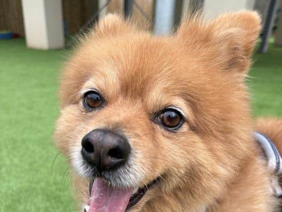 Dougie is such a happy boy.
