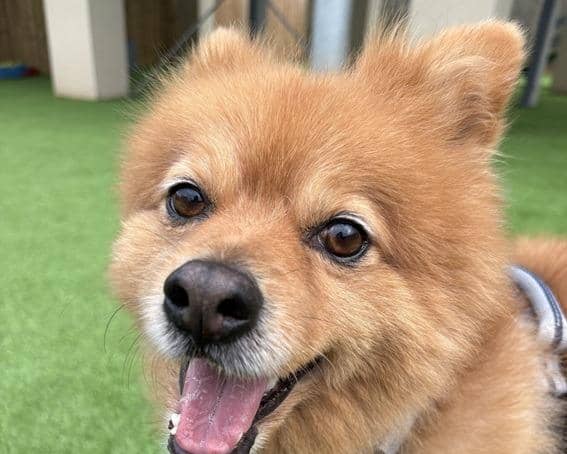 Dougie is such a happy boy.