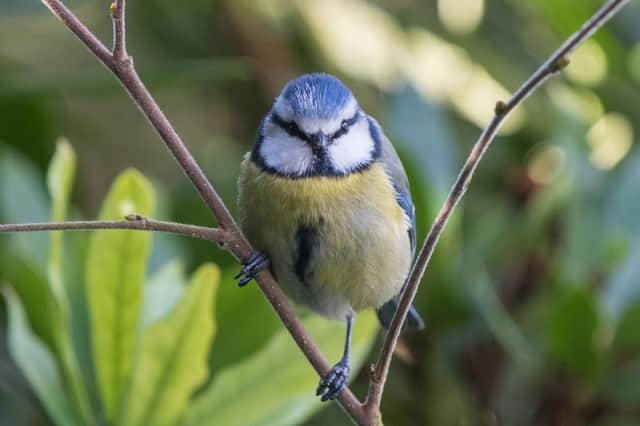 A blue tit. Picture courtesy of Tim Melling.