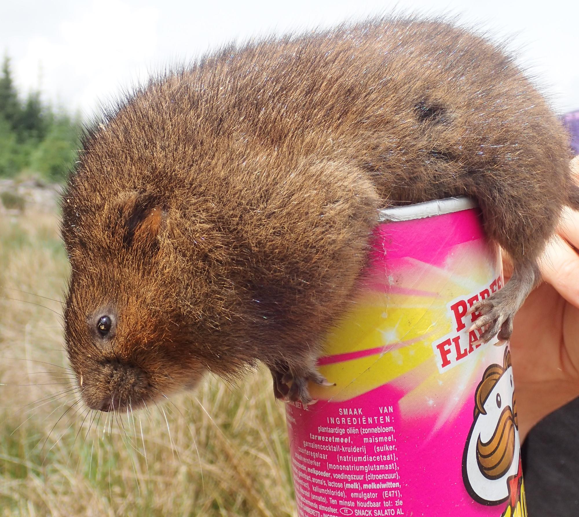 More Than 100 Water Voles Released Into Northumberland Countryside Northumberland Gazette 