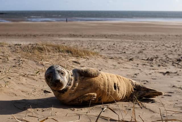 A seal is spotted resting on Seaburn beach/ Credit: Robin Hunter
