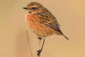 Davy Bolam with Stonechat Resting was the winner.