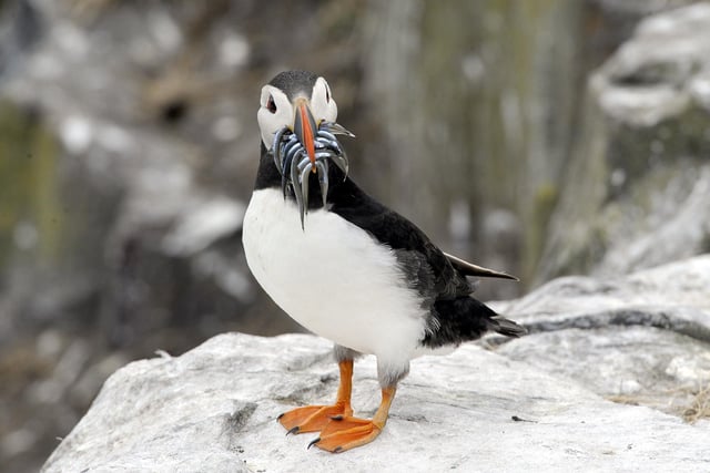 Catch a boat from Seahouses Harbour and prepare to enjoy a truly magical trip, with your eyes peeled for seals, seabirds and dolphins. Then there's the puffins when you arrive!