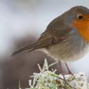 A wintery Robin as taken by Tim Melling.