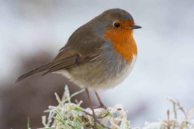 A wintery Robin as taken by Tim Melling.