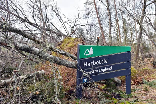 Storm damage in Harbottle Wood. Picture: Forestry England