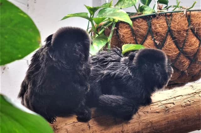 Goeldi’s monkeys, Bamboo and Emily, who are part of the European Endangered Species Programme (EEP) under the care of Northumberland College Zoo.
