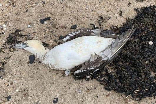 Thousands of seabirds have died as a result of Avian Influenza.