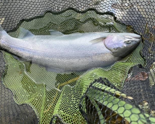 The best bag at Great Lough last week was 42 trout.