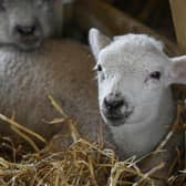 Lambing season is a key time for vets.